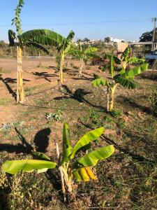 塞图巴尔Forest Domes的一群香蕉树在田野里