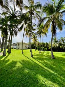 珀蒂堡Appartement Idéal的草场上的一群棕榈树