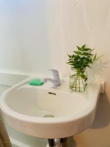 莫阿尔博阿Babu Backpackers inn的上面有植物的白色厕所