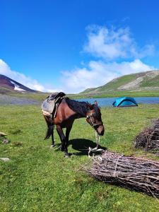 埃里温Highland Hostel的站在一堆棍子旁边的田野上的马