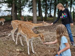 尼德根Ferienwohnung beim Nationalpark Eifel的喂两个鹿的男人和一个女孩
