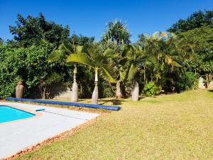 德班JV guesthouse的一个带游泳池和棕榈树的庭院