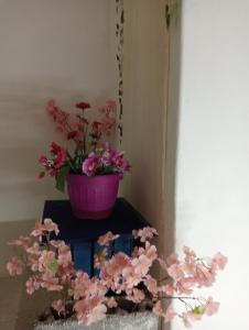 马尔萨拉Zia Ciccia的花坛上的粉红色花盆