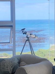 珍珠滩Paradise@Pearly的坐在望远镜上的小鸟