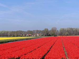 诺德克豪特Holiday Home De Wijde Blick by Interhome的一片红色的郁金香,背后是房子