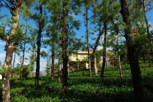 TindummalThe Forest Resort - Muneeswaramudi Eco Hermitage and Farms的树林中间的房子