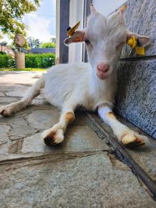卡萨诺韦Sleep & Fly Malpensa的山羊躺在一扇门旁边的地上