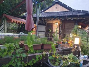 全州市Gugangjae Hanok Stay的一座花园,在房子前面种植盆栽植物