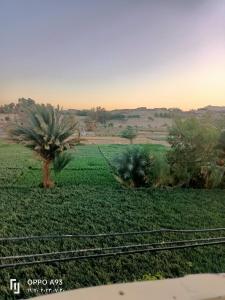 ‘Ezbet Abu Ḥabashisun Ahmed hotel的田野里的棕榈树,有火车轨道