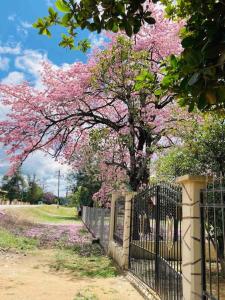 El NaranjoCasa de campo - Ruta Turquesa的 ⁇ 后面一棵树,花粉红色