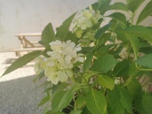科隆别索尼约Le Petit Saugnieu的长凳前方种有白色花的植物