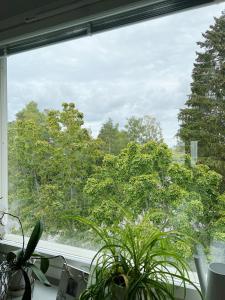 埃斯波Cozy apartment with free parking的树房里一扇种有植物的窗户