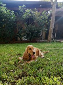 蒙德罗La Casetta del Melograno的院子里放着一只棕色的狗躺在草地上