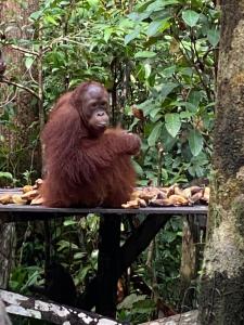 庞卡兰布翁Orangutan Kelotok Houseboat for 6 person的坐在森林桌子上的大猩猩