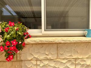 哈戈什里姆בית בקיבוץ的石头顶上的一扇窗户,上面有红色的鲜花