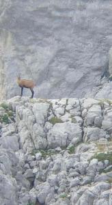 瓦勒博内Residence: Quku i Valbones的山羊站在岩石山的顶上