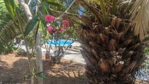 圣艾格夫Prime Rose的棕榈树,在游泳池前种有粉红色花朵