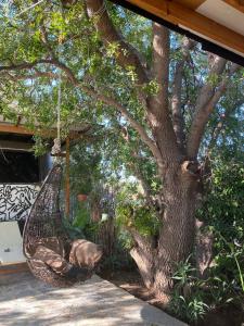 克洛拉卡斯- Magic Bus -的吊床挂在院子里的树上
