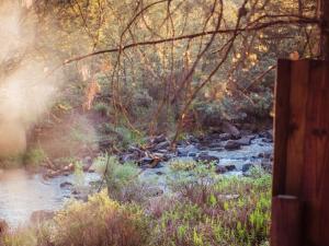 哈内茨堡Zwakala River Retreat的森林中一条河流