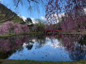 汤泽町Koizumiya - Vacation STAY 14238v的公园里的一个池塘,有一座桥和开花的树木