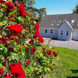 布莱辛顿Abhainn Ri Cottages的房屋前有红玫瑰的灌木丛