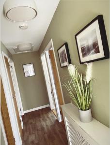 威克Wick Holiday Home - NC500 Route的一条带绿色墙壁的走廊和种植了植物的花瓶