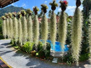 拉迈Amy Village Garden Resort的花园中一排仙人掌植物
