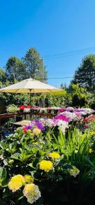 维多利亚Garden home in Victoria -Beautiful home in Victoria的花园里种有鲜花的桌子和遮阳伞