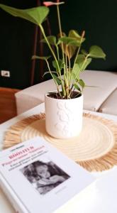 哈普萨卢Kaluri 24的坐在杂志旁边桌子上的盆栽植物