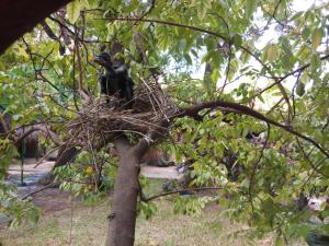 帕西库达Inn On The Bay的坐在树上巢中的猴子
