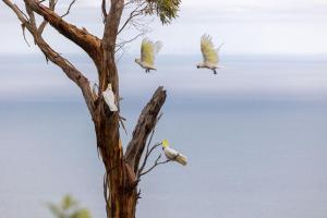 Arthurs Seat阿瑟斯座椅梦景住宿加早餐旅馆的两只鸟在树上飞翔