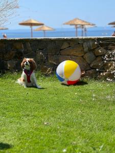 尼基季Royalty Suites Seaside的坐在海滩球旁的草地上的狗