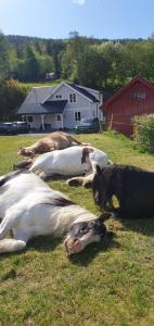 FyresdalØyfoss overnatting的一群牛躺在草地上