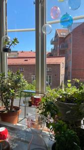 哈尔姆斯塔德Room, central location的窗台上装有盆栽植物的窗户