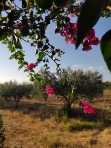 罗戈·格兰德Al Profumo di Zagare的田间花粉的树