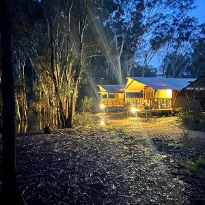 KoondrookKoondrook Glamping Retreat的一群黄色的公共汽车,灯火通明