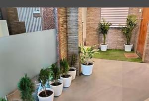 古瓦哈提HOTEL DAISY的坐在庭院里的一排盆盆栽植物