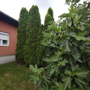 温科夫齐Kuća za odmor Ruža, Vinkovci的树 ⁇ ,树 ⁇ ,房子旁边