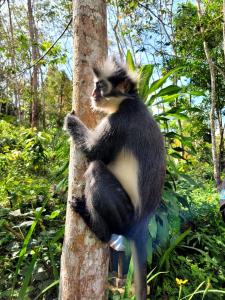 武吉拉旺Tereking the life Orangutan的坐在树边的猴子