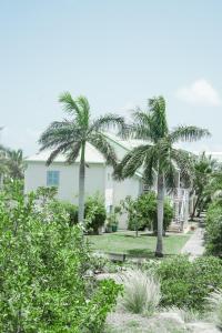 Anse Marcel Cottage Sable et Soleil的院子里有棕榈树的白色房子