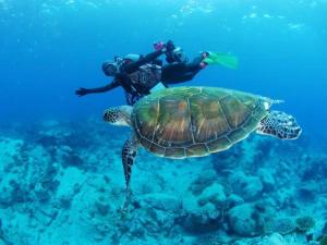 OtsukiHotel Bellreef Otsuki - Vacation STAY 43762v的海龟旁边游泳的人