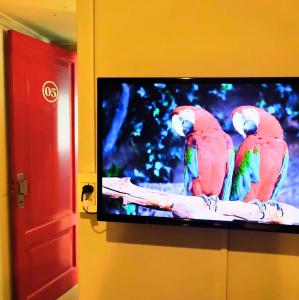 门多萨Hotel Windsor Mendoza的两只五彩鹦鹉坐在电视屏幕上