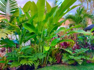 巴哈马尔La SELVITA的种植了多种不同植物的花园