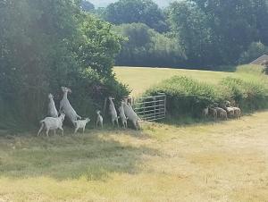 TrefeglwysTop of the Rock Glamping的一群羊在围栏附近的田野里