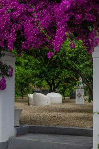 马蒂纳塔安瑞摩乔治酒店的两只白色长椅,在一棵紫色花树下