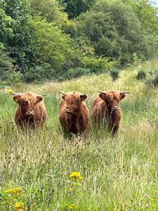 威廉堡Ben Nevis Manor的三头牛正坐在草地上