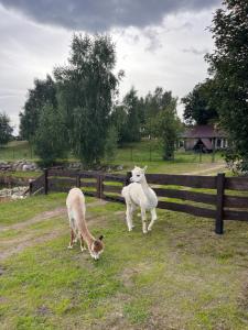 DziemianyDzika Zagroda的两只羊和一只狗站在围栏旁边
