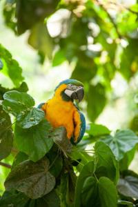 米卡Colores de la Sierra的一只蓝橙鸟坐在树枝上