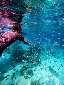 刁曼岛Sri Sentosa Chalet的和一群鱼一起在水中游泳的人