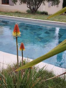 洛里Rêve en Lubéron的游泳池前两朵花